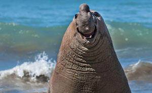 40 Hilarious And Wholesome Finalists Of The Comedy Wildlife Photography Awards 2024