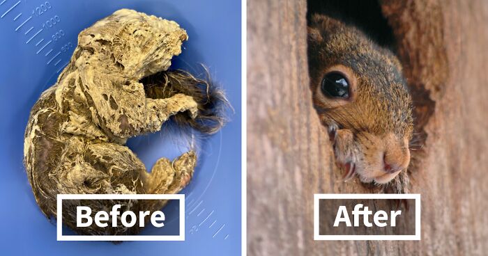 Little Squirrel Jumps Into Foam, Luckily Construction Worker Finds It Before It Turns To Concrete