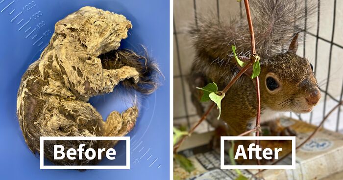 Little Squirrel Jumps Into Foam, Luckily Construction Worker Finds It Before It Turns To Concrete