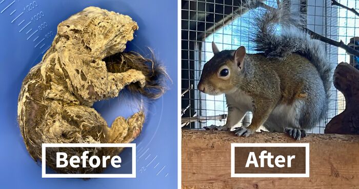 Little Squirrel Jumps Into Foam, Luckily Construction Worker Finds It Before It Turns To Concrete