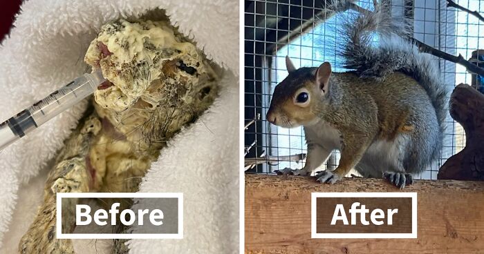 Construction Worker Saved A Poor Squirrel That Was Covered From Head To Toe In Spray Foam