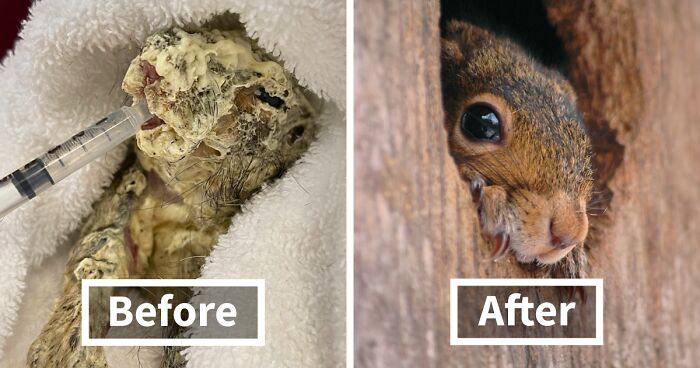 Poor Squirrel Trying To Escape From Construction Site Was Covered From Head To Toe In Spray Foam