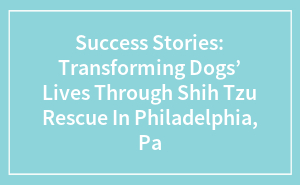 Success Stories: Transforming Dogs’ Lives Through Shih Tzu Rescue In Philadelphia, Pa