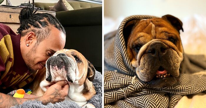 Lewis Hamilton Slammed For Putting Dog On Plant-Based Diet: “Put A Steak In Front Of Him”