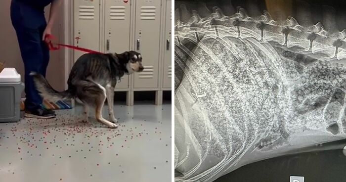 Dog Poops Out Rainbow Orbeez After He Apparently Mistook Them For A Good Snack