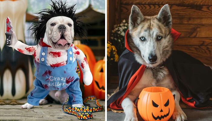 10 Photos Of Dogs With Halloween Costumes