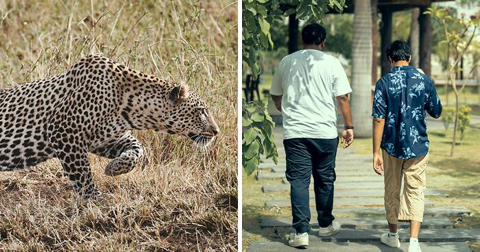 Leopard Attacks People Who Teased And Lured It Out Of Woods, Caught On Video: “Serves Them Right”