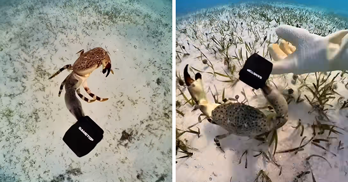 People Online Are Very Amused By This Crab Who Stole A Camera And Went On Filming His Adventures