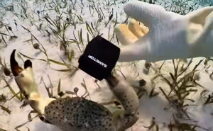 People Online Are Very Amused By This Crab Who Stole A Camera And Went On Filming His Adventures