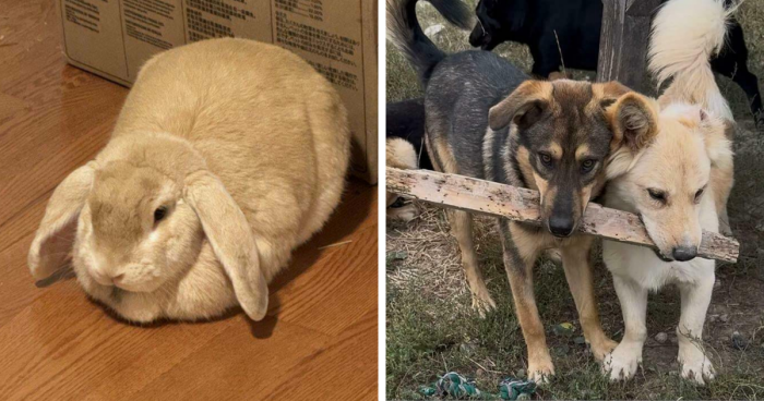 91 Wholesome Animal Adoption Pics That Warmed People’s Hearts This October