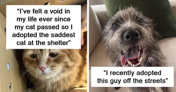 91 People Who Adopted Pets This October And Didn’t Regret It One Bit