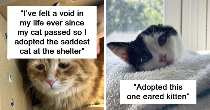 91 Adorable Adopted Pets Enjoying Life With Their New Families (October Edition)