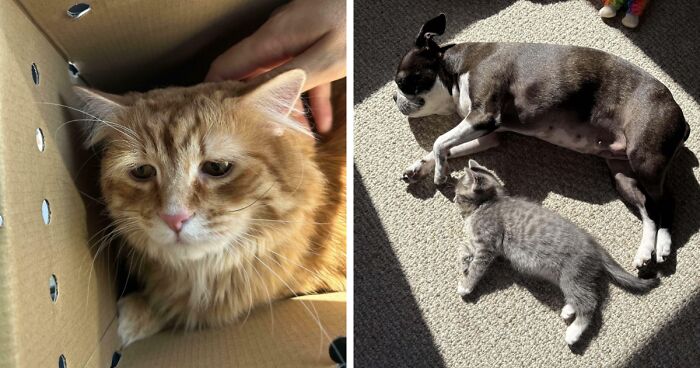 91 Photos Of Adopted Pets At Their New Homes To Warm Your Soul (October Edition)