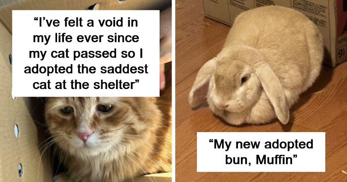 91 Precious Pet Adoption Pics That Melted The Internet’s Hearts This October