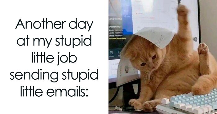 50 Ridiculously Cute Cat Memes That Can Brighten Your Day