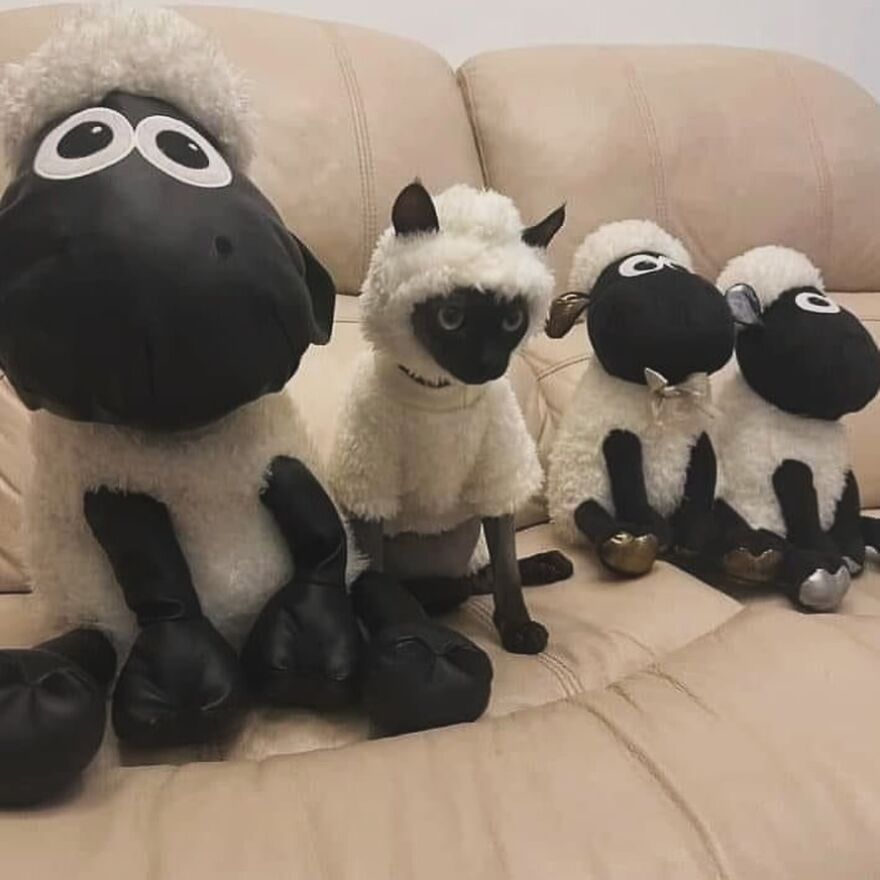 Cat dressed as a sheep sits between stuffed sheep toys on a couch, perfect for meme-loving cat enthusiasts.