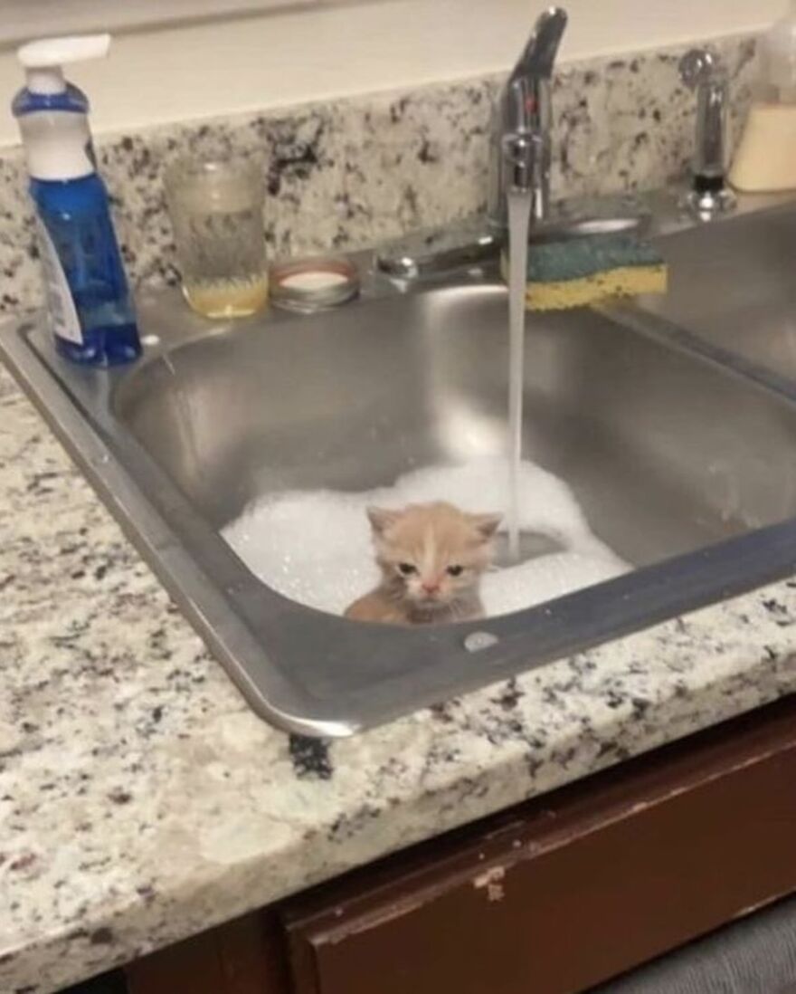 Kitten sitting in a kitchen sink full of soapy water, looking slightly annoyed, perfect for cat lovers' memes.