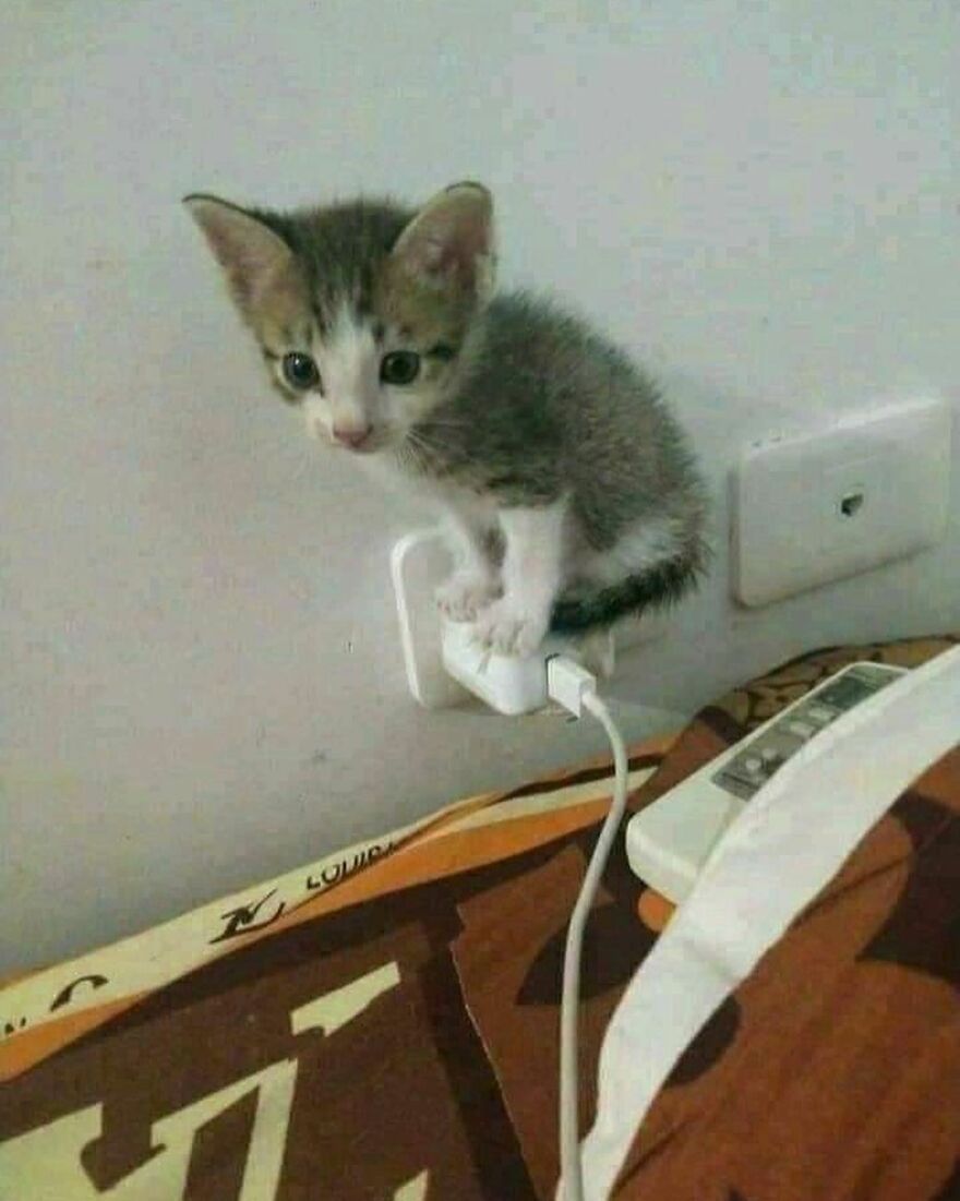 Cute kitten perched on a power plug, perfect for cat meme enthusiasts.