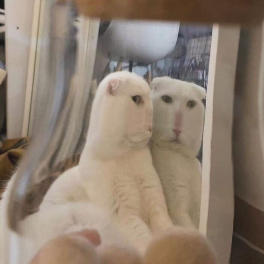 Silly cat with a stretched face reflected in a mirror.