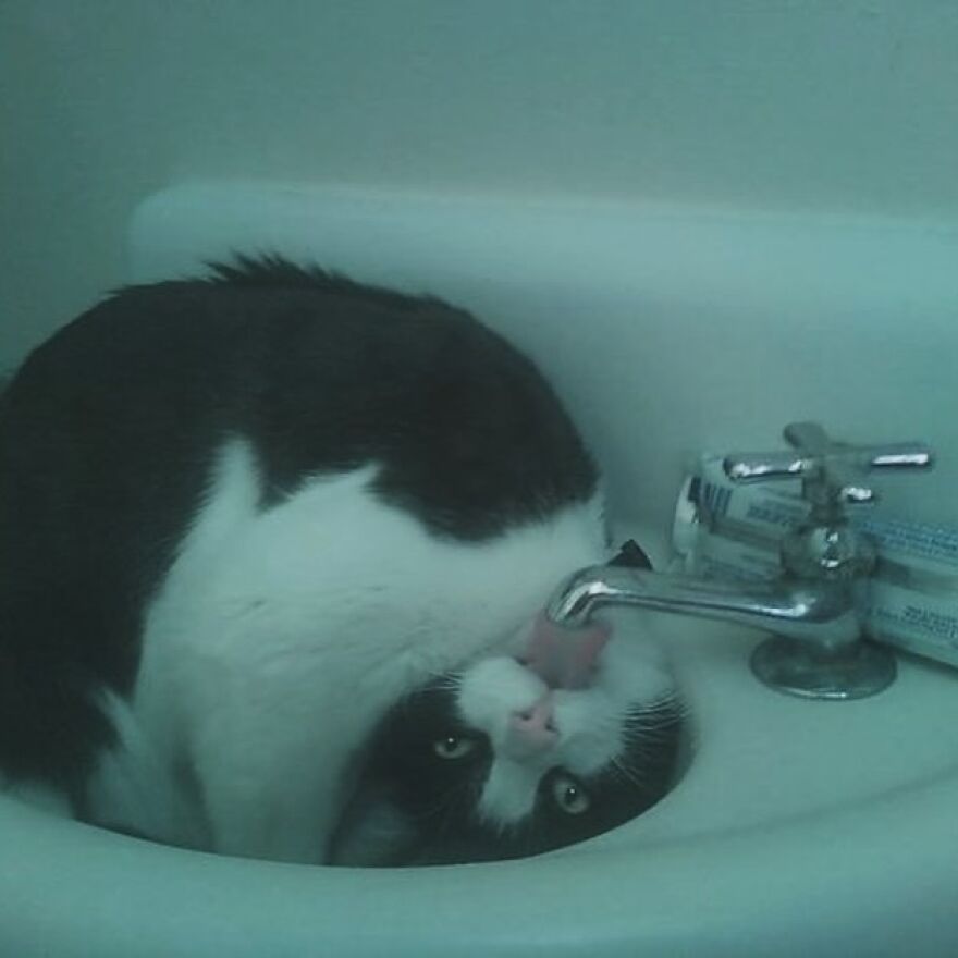 Cat in a sink, playfully licking the faucet, embodying meme heaven for cat lovers.