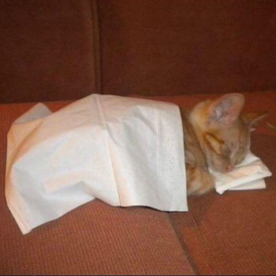 Sleeping cat tucked in with tissue blanket, perfect for meme-loving cat enthusiasts.