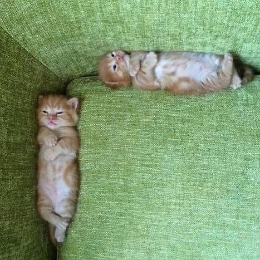 Two orange kittens lying on a green sofa, embodying cat lovers' meme heaven with their silly poses.