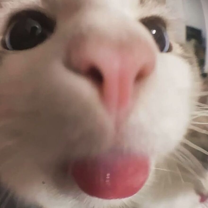 Close-up of a cat's face, with its tongue sticking out playfully; a perfect meme for cat lovers.