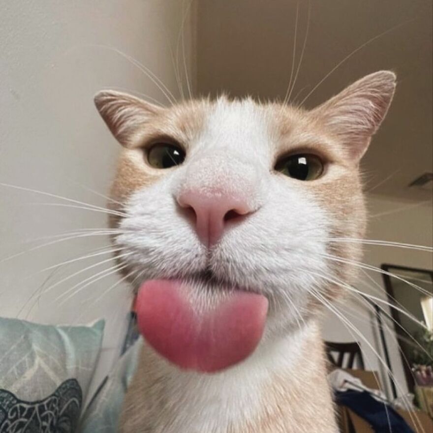 Close-up of a cat with a silly expression, perfect for cat lovers and memes, tongue sticking out playfully.