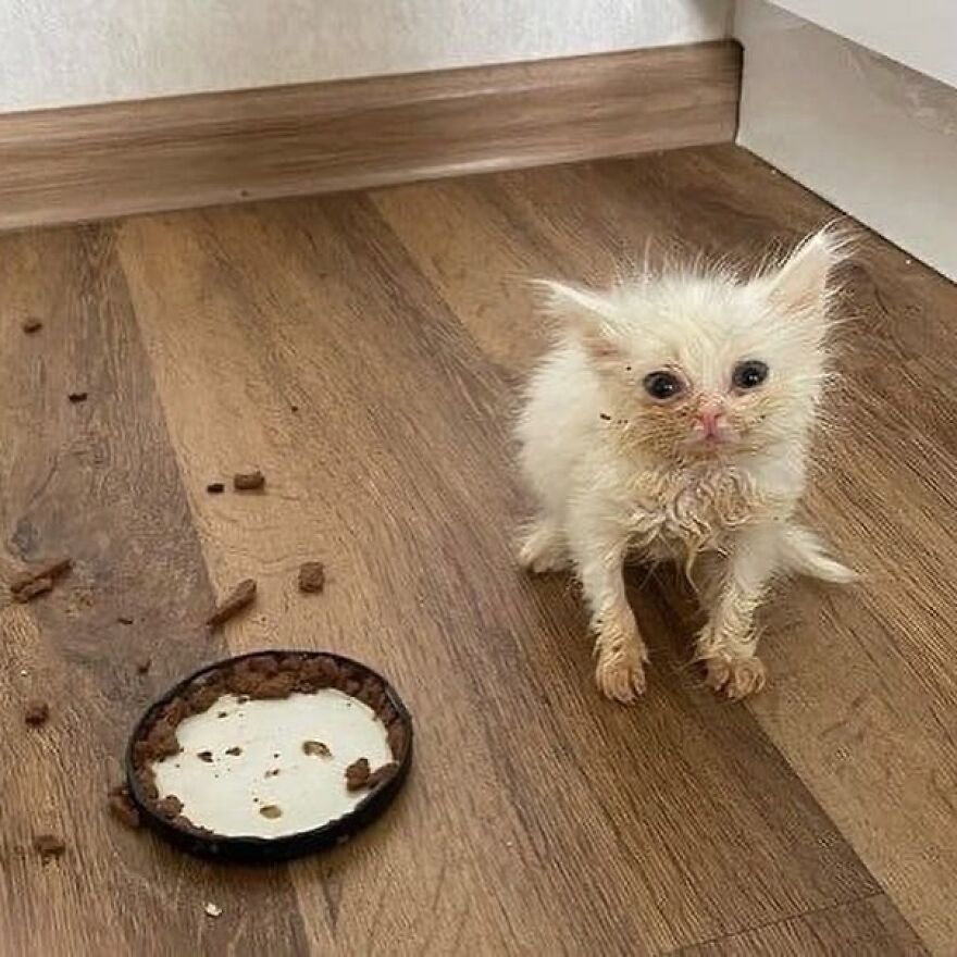 Wet and messy kitten beside an empty food dish, perfect meme material for cat lovers.