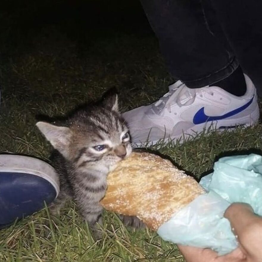 Kitten munching on pastry at night, surrounded by people, perfect meme material for cat lovers.