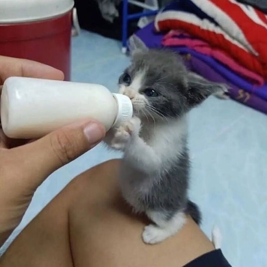 Cute kitten drinking from a bottle, a perfect meme for cat lovers.