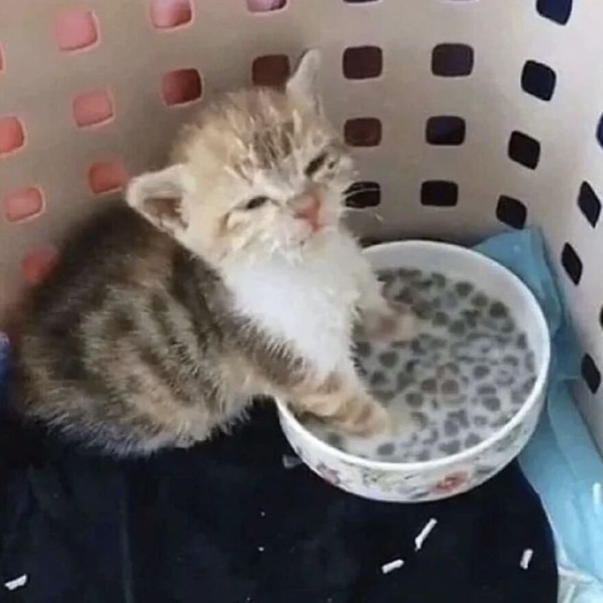 Silly kitten sitting in a bowl of milk, perfect for cat meme lovers on Instagram.