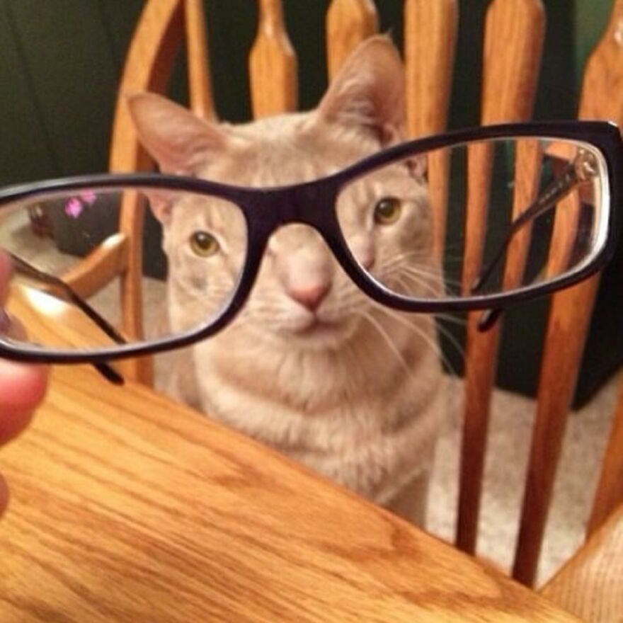 Cat meme with a kitty seen through black glasses on a wooden table.