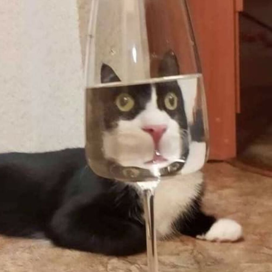 Cat behind a glass, creating a funny distorted face, perfect for meme-loving cat enthusiasts.