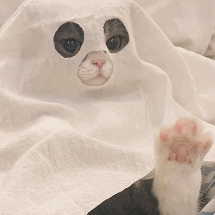 Cat dressed as a ghost with a sheet, peeking through cut-out eye holes.