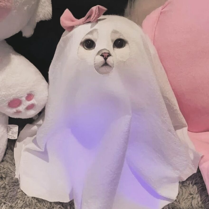 Cute cat dressed as a ghost with a pink bow, perfect for cat lovers seeking silly memes.