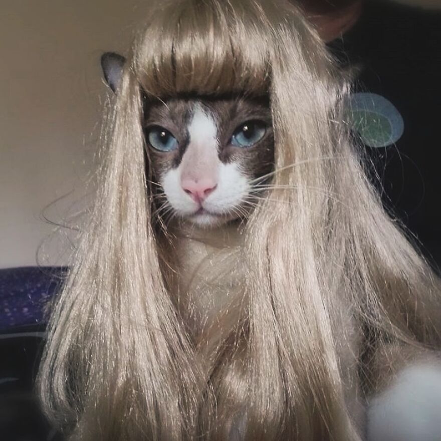 Cat wearing a long blonde wig, looking serious and silly for meme-loving cat enthusiasts.