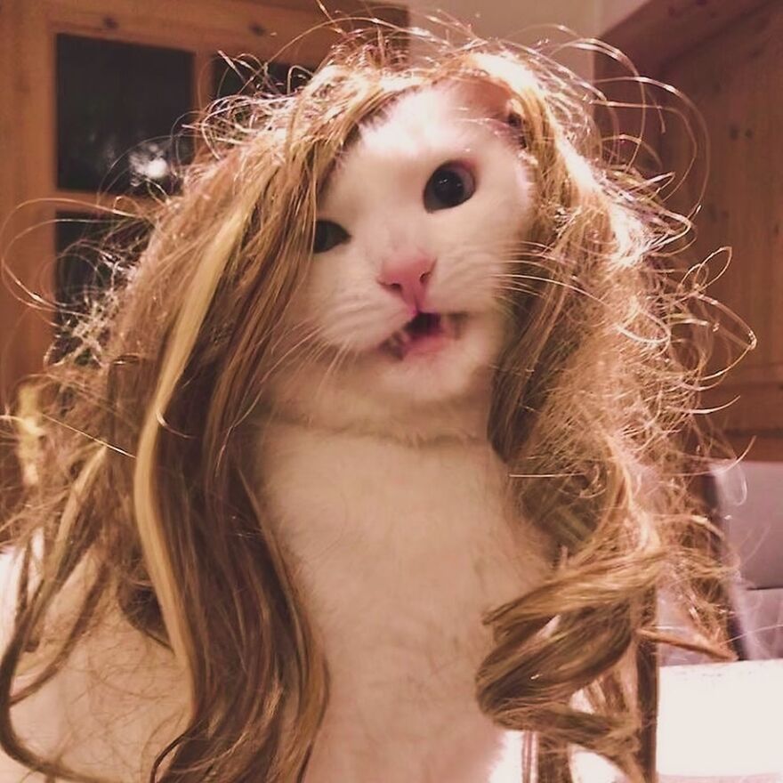 White cat with a silly expression wearing a long wig, perfect for meme-loving cat enthusiasts.