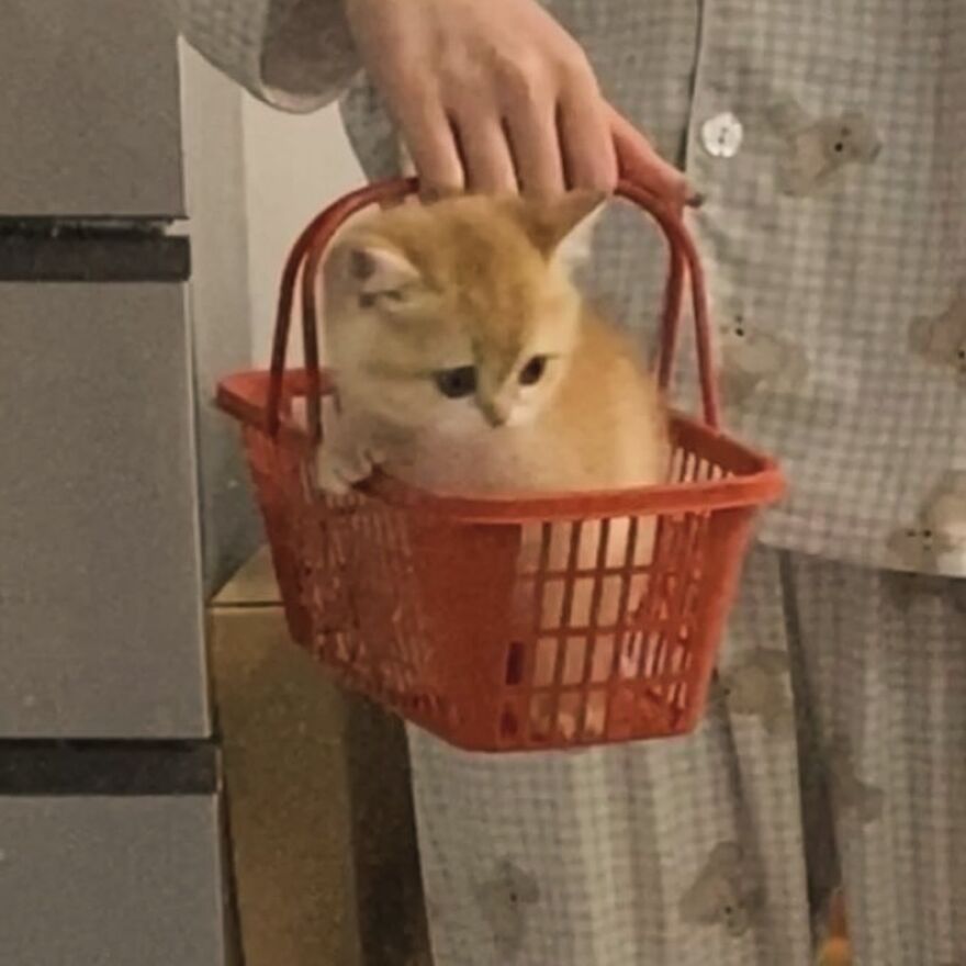 A kitten sitting in a small red basket, being held by a person in pajamas, creating a silly moment for cat lovers.