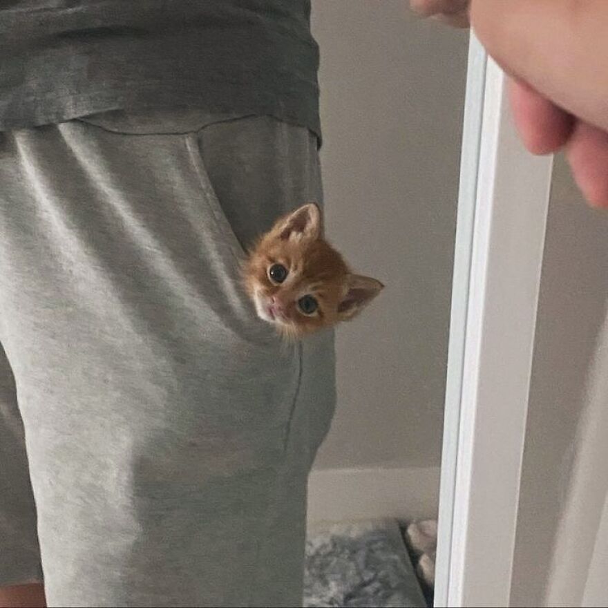 A cute kitten peeks out from a pocket in gray shorts, perfect for cat lovers seeking silly memes.