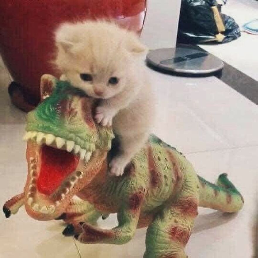 A fluffy kitten sits on a toy dinosaur, perfect for cat lovers seeking cute memes.