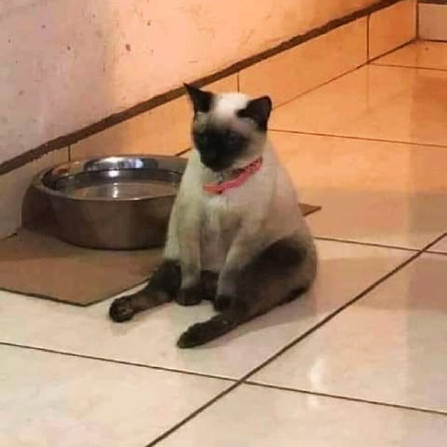 Silly cat sitting by an empty bowl, bringing joy to meme-loving cat enthusiasts.