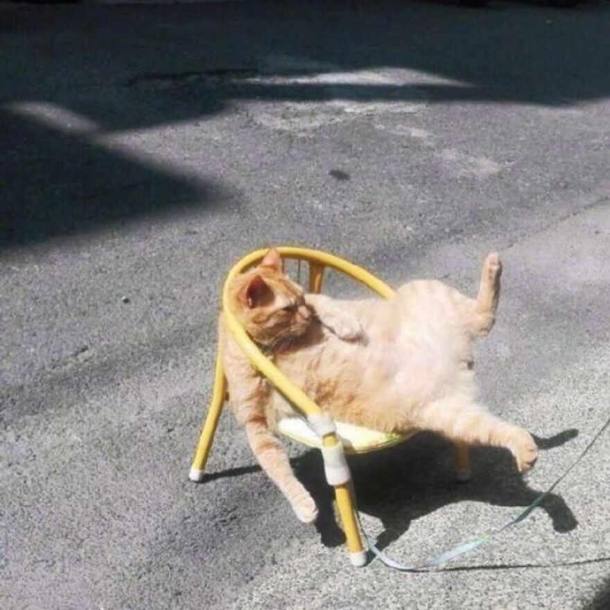 Cat lounging in a tiny yellow chair on a sunny pavement, looking relaxed and silly.