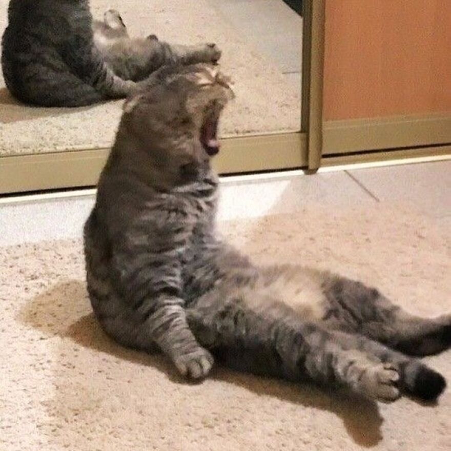 Silly cat sitting up and yawning in front of a mirror, perfect meme for cat lovers.