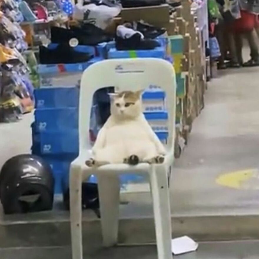 Chubby cat sitting humorously on a plastic chair in a shop; ideal for cat lovers seeking a meme heaven.