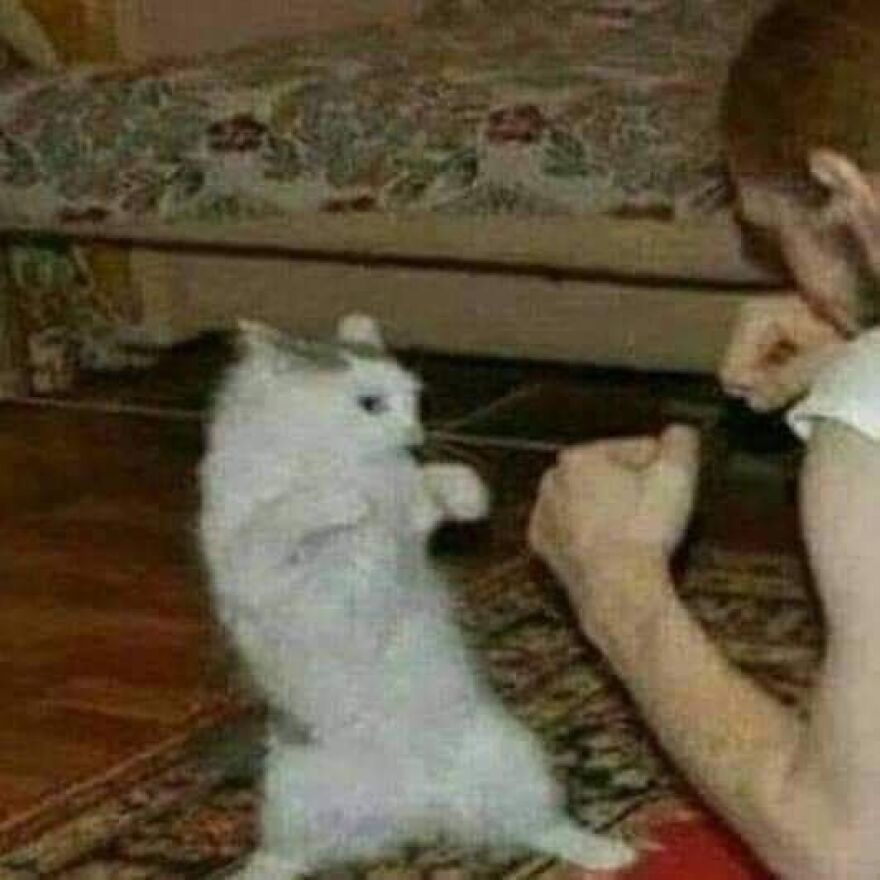 Cat lovers meme featuring a fluffy cat playfully mimicking a boxing stance with a human.