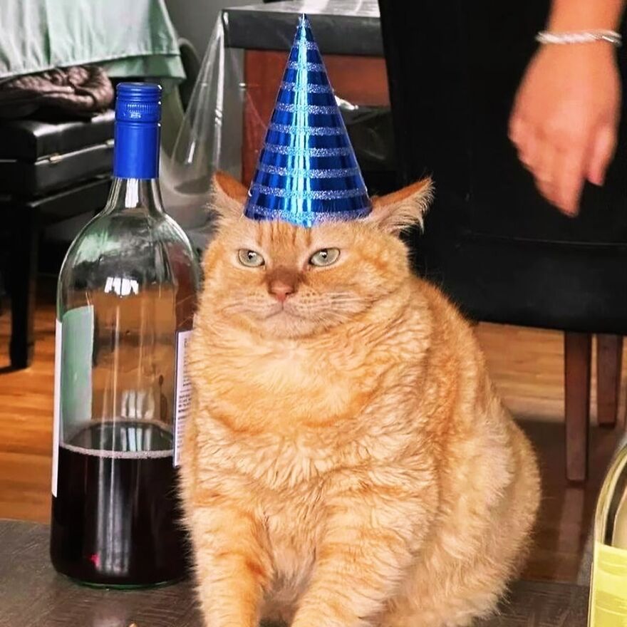 Grumpy cat with a blue party hat sitting next to a wine bottle, perfect for meme-loving cat enthusiasts.