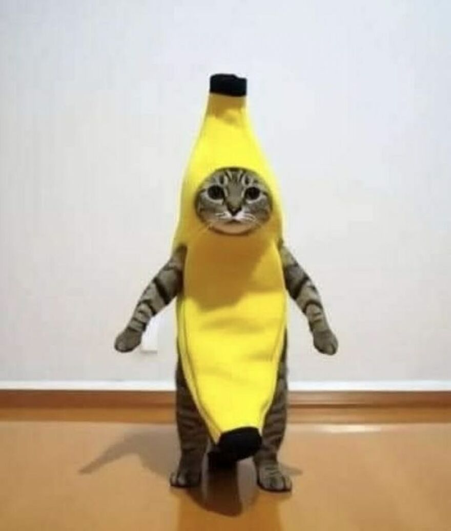 Cat dressed in a banana costume standing on a wooden floor, perfect for meme lovers on Instagram.