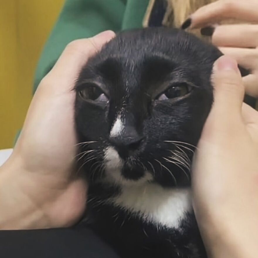 A silly black and white cat with a squished face, being gently held by hands, perfect for meme-loving cat enthusiasts.