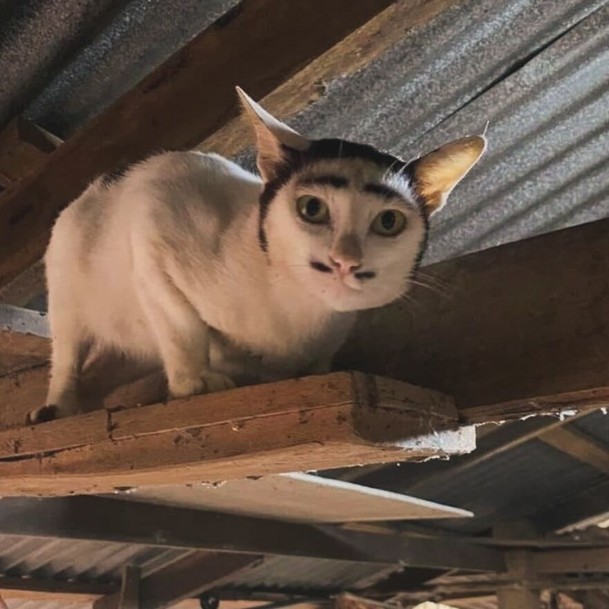 Silly cat with unusual facial markings on a wooden beam, under a corrugated roof, perfect for cat lovers seeking memes.